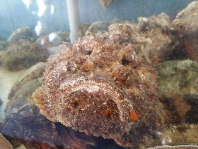 Fulgulliga, men giftiga stenfisken! The cute-ugly, but poisonous stone fish!