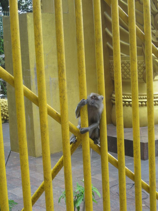 Det fanns väldigt många makaker som tog tillfället i akt och snodde mat från besökarna. There were many macaques who took the opportunity and stole food from visitors.
