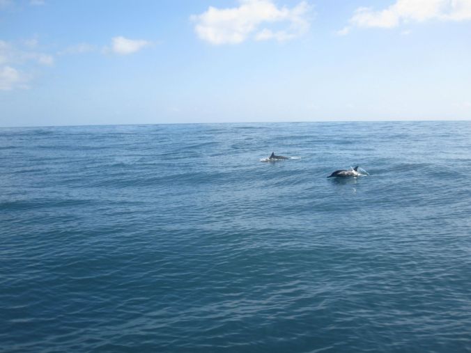 Delfiner! Dolphins!
