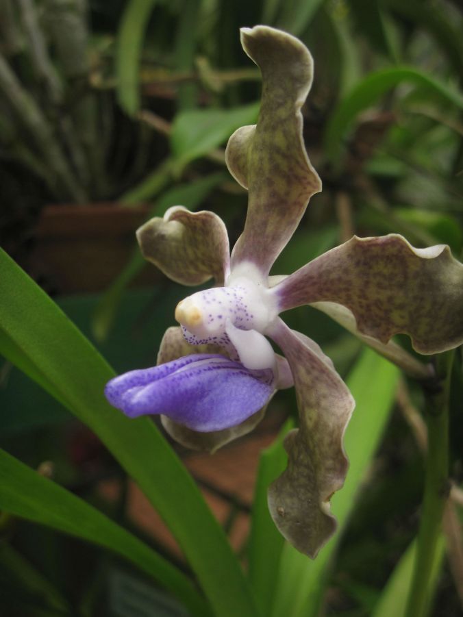 Vår favoritorkideé, Vanda tessellata! Our favorite orchid, Vanda tessellata!