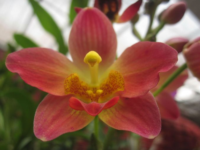 Orkideé! Orchid!