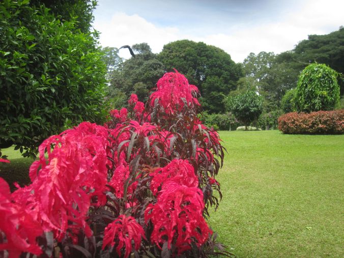 Botaniska trädgården i Kandy! Botanical gardens in Kandy!