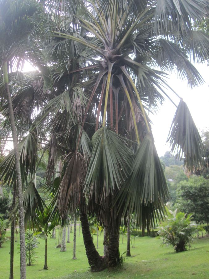 Botaniska trädgården i Kandy! Botanical gardens in Kandy!