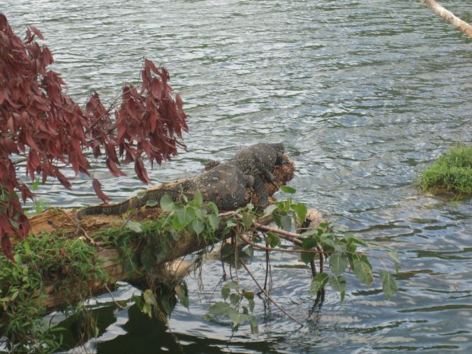 Vattenvaraner finns vid Kandysjön! Vatten monitor lizards can be found at Lake Kandy!