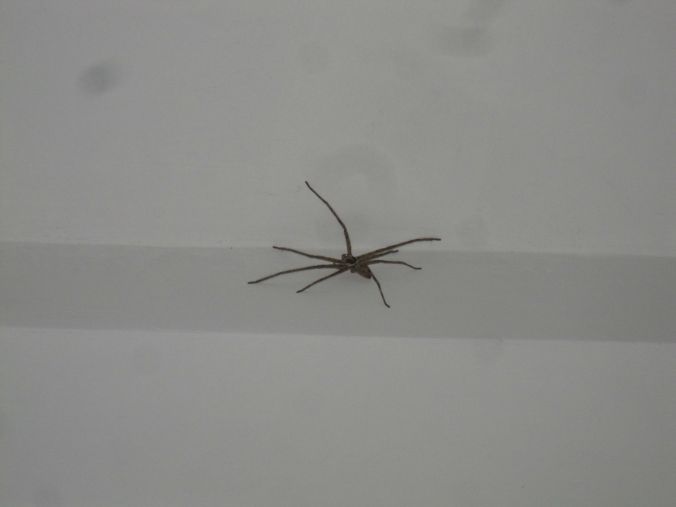 Denna spindel var riktigt stor som vi hittade på toaletten en kväll! This spider was really big that we found in the bathroom one evening!