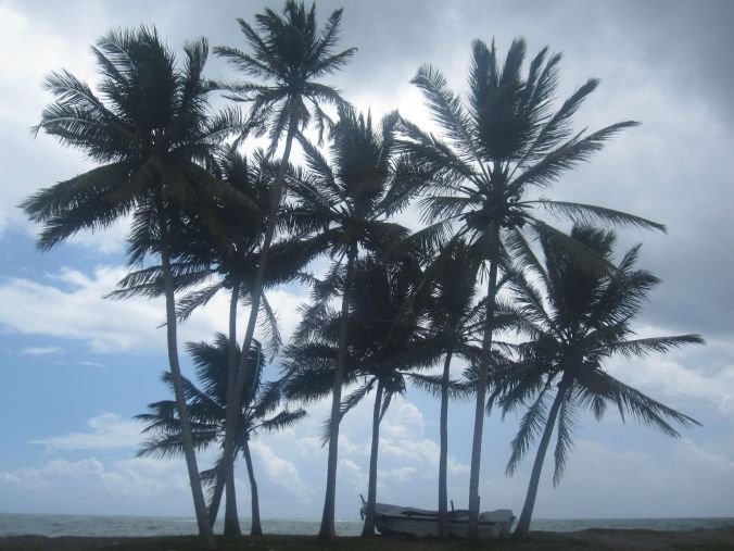 Palmträd! Palm trees!