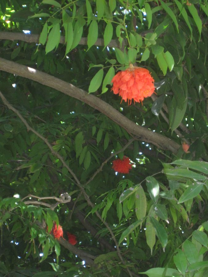 Blommande träd från Sydamerika som gömmer härligt färgglada blommor i grönskan! Flowering trees from South America which hide wonderfully colorful flowers in its greenery!