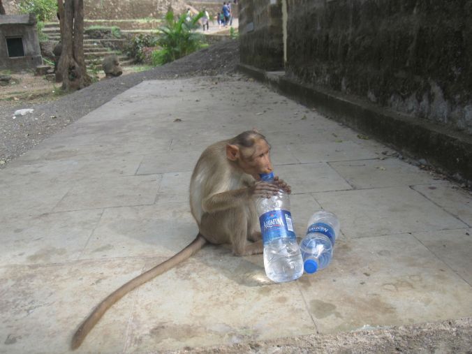 En apa snodde vårt vatten vid grottorna! A monkey stole our water at the caves!