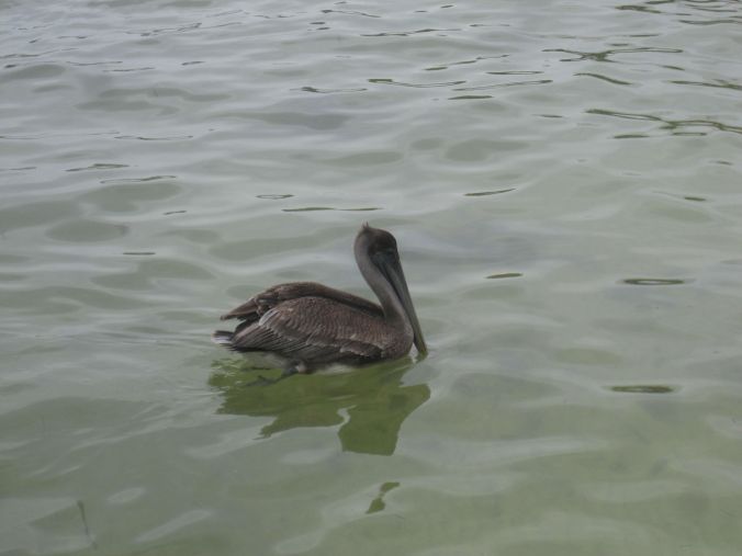 Det finns massor av pelikaner (och måsar) här! There are lots of pelicans (and seagulls) here!