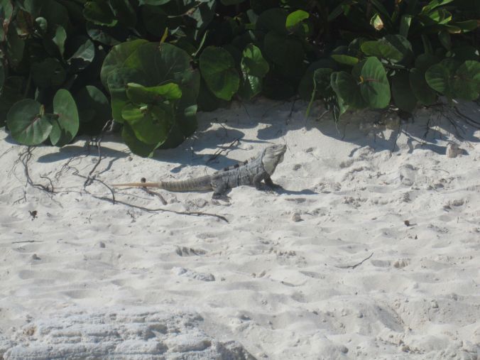 Flera stora ödlor rörde sig hemvant på stranden! Several large lizards moved familiarly on the beach!
