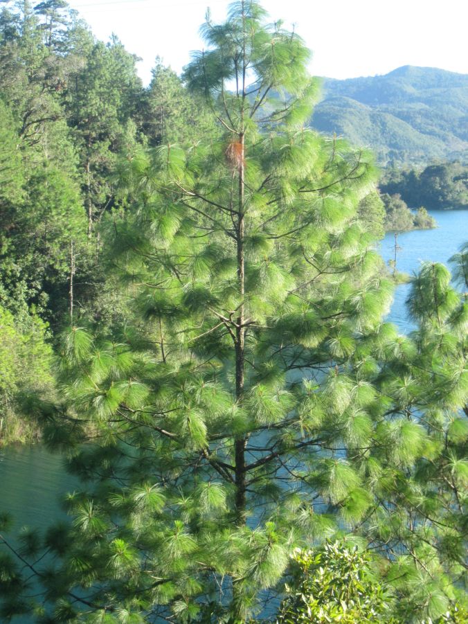 En mexikansk tall! A Mexican pine tree! 